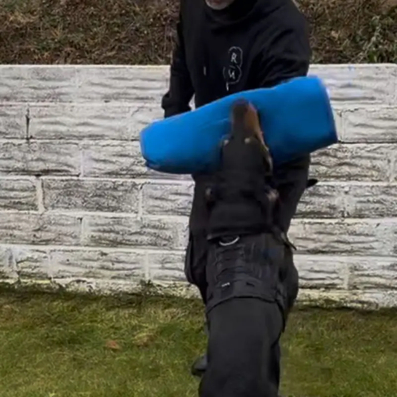 Dog Handling | RM Training & Security | Pembrokeshire, Wales